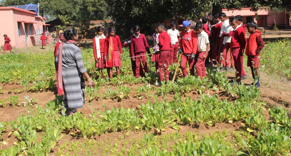 Why Smart Kids Love School Garden Nutrition